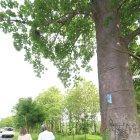 Cada árbol de esta especie puede crecer hasta por 500 años. Deben sembrarse cada 15 metros.