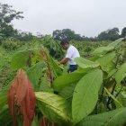 La podas son clave para lograr productividad.