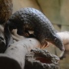 TAIPEI. Un pangolín de Formosa en el zoológico de esta ciudad. Es una especie enn peligro de extinción.