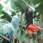 Banano: 6,30 por cada caja de 43 libras.