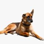 Proceso. Los canes colaboraron a la institución durante ocho años.