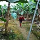 Alemania es el principal comprador de banano en la Unión Europea.