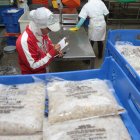 El camarón se cultiva en Guayas, Manabí, Esperaldas, Santa Elena.