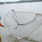 El sector cerró el 2019 con ingresos exitosos, pero este nuevo inicio de año debe enfrentar precios bajos.