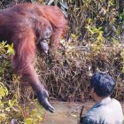 ISLA DE BORNEO. La imagen se ha hecho viral, pero no está claro si el simio esté ofreciendo ayuda o pidiendo alimento.