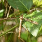 Se lo conoce como mosquito o zancudo