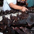 This photo taken on February 8, 2020 shows a vendor selling bats at the Tomohon Extreme Meat market on Sulawesi island, as business is booming and curious tourists keep arriving to check out exotic fare that enrages animal rights activists. - Bats, rats and snakes are still being sold at an Indonesian market known for its "extreme" wildlife offerings, despite calls to take them off the menu over fears of COVID-19 coronavirus link. (Photo by Ronny Adolof Buol / AFP)