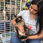 Hay cinco gatos adultos esperando por ser adoptados.