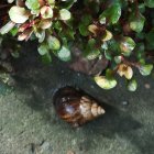 Los animales se comen las plantas de tallo y hojas más endebles.