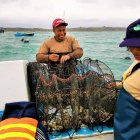 Las ostras se cultivan en jaulas con malls en Santa Elena