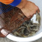 Ecuador es uno de los principales productores mundiales de camarón.