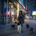 PEKÍN. Una mujer saca a pasear a sus perros. La OMS extiende una aclaración acerca de la propagación del virus relacionado con las mascotas.