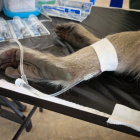 The Sun publicó un video en donde se observa a los primates sometidos a los experimentos.