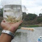 El camarón sería una de los más afectados por la crisis china.