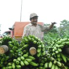 Los productores de plátano son muchos y pequeños.