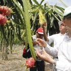 En la vía a la costa de produce en grandes extensiones.