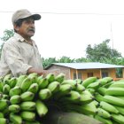 El plátano dominico es uno de los más apetecidos por los restaurantes y cafeterías.