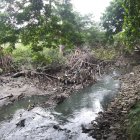 Aspecto. Decenas de desechos sólidos se enredan con el manglar.