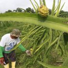 El producto sale de varias provincias del Ecuador.