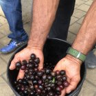 Fruto. Los pocos árboles de pechiche que quedan están en pequeñas fincas y plantaciones agrícolas, de donde se obtiene la cosecha para comercializarla.