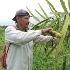 Durante la cosecha se usa mucha mano de obra, en la retirada de espinas y recolección.