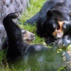 En el Zoológico de Guayllabamba hay especialmente especies propias de del continente.