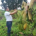 El cacao demanda mucha mano de obra.