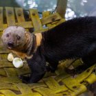 Zoológico de Quito, en crisis por el coronavirus.