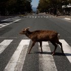 Los animales silvestres se sienten como en casa durante la cuarentena.