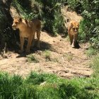 El bioparque Amaru de Cuenca es hogar de veinte leones y de numerosas especies.