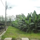 Los Ríos es la provincia de mayor producción.