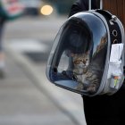 A diferencia del perro de Hong Kong (fallecido) que no presentaba ningún síntoma, al gato sí se lo notaba decaído, con vómitos y diarrea.