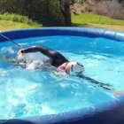 La campeona olímpica Sharon van Rouwendaal se entrena en una piscina inflable y con su cintura atada a un árbol.
