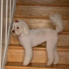 El estado en que se halla la perra actualmente.