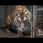 El animal fue infectado por un cuidador del lugar.