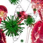 La comunidad científica aún debate si los virus, como el coronavirus, causante del COVID-19, son seres vivos o no.