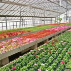 El sector florícola ecuatoriano es uno de los más afectados por la pandemia.