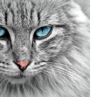 Los gastos tienen un alto riesgo de contagiarse de coronavirus.