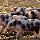 El coronavirus PEDv mató a ocho millones de cerdos, recién nacidos en su mayoría.