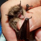 La investigación incluyó visitas a cuevas y analizar los excrementos de murciélagos.