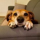 Pinchi es un perro tranquilo que le gusta posar para las fotos.