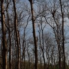 Imagen referencial. La teca es un cultivo de gran desarrollo.