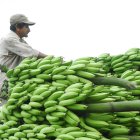 Precios. Los agricultores se quejan de estar recibiendo $ 2,50 por caja, un valor que no cubre los costos de producción.