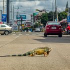 Avistamiento. Una iguana fue vista andando en la vía principal de la ciudadela La Alborada.