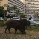 Varios jabalíes han sido observados en las calles de Francia durante el confinamiento.