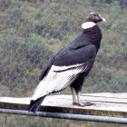 Por el momento se esperan otros resultados del análisis de química sanguínea. Actualmente el pronóstico es reservado.