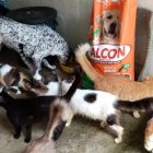 Más de 900 animales, entre perros y gatos recibieron el alimento.