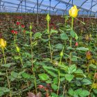 El sector de floricultura de Ecuador, genera 850 millones de dólares anuales.