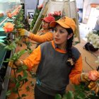 Florícolas. Este es uno de los sectores más afectados con la pandemia. No solo ha debido paralizar funciones, sino suspender a trabajadores.