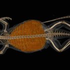 Tomografía computarizada de un lagarto de cola rizada con una masa de 22 gramos de comida digerida en su vientre.